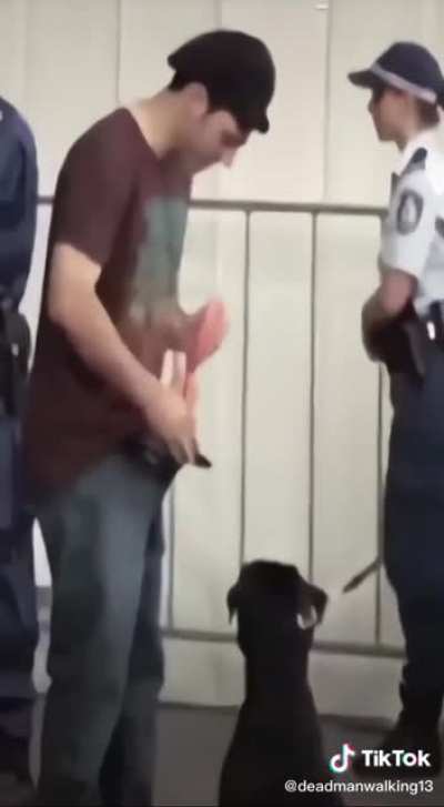 The dog sniffs something sus
