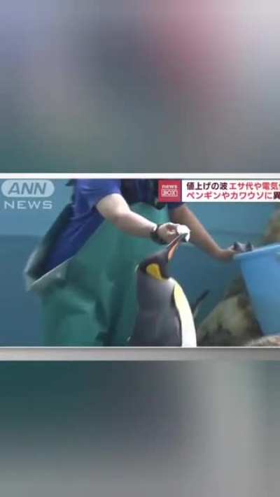 inflation has gotten so bad that even the penguins are pissed ??