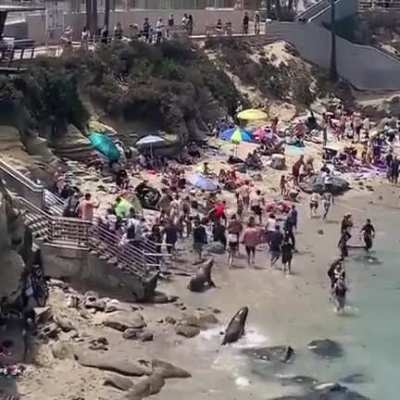 ?Sea Lions don't give a fuck about crowded human beach