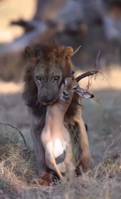 ? lion staring at his next meal with a mouth full of gazelle