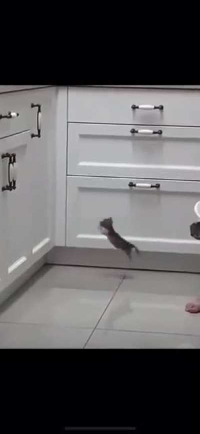 to jump onto the kitchen counter.