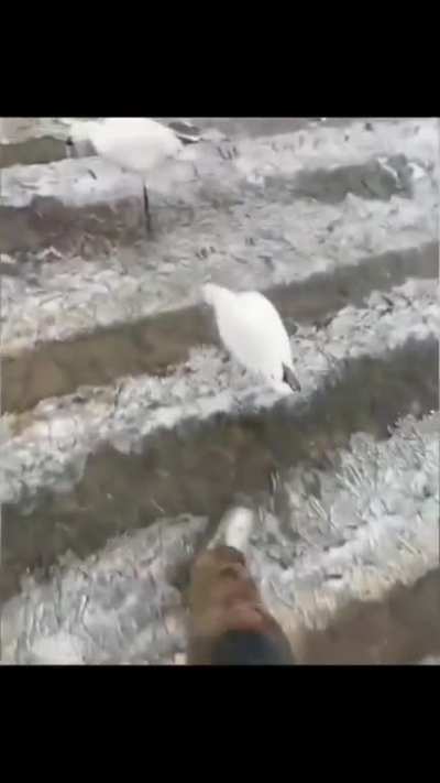 Helping the birds