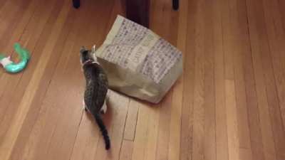 Life as a cat