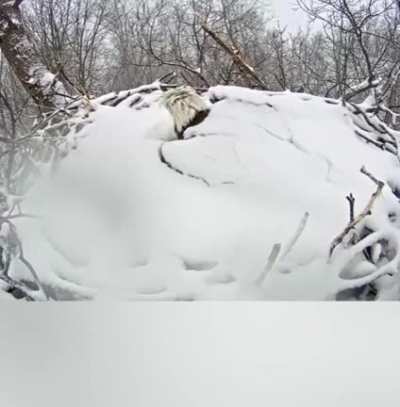 ? Bald eagle wakes up after a snowfall