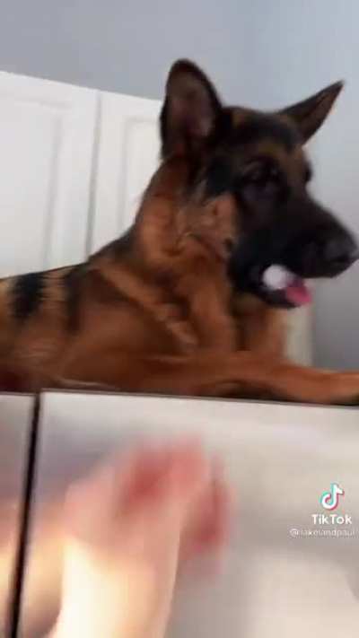 Fridge Dog