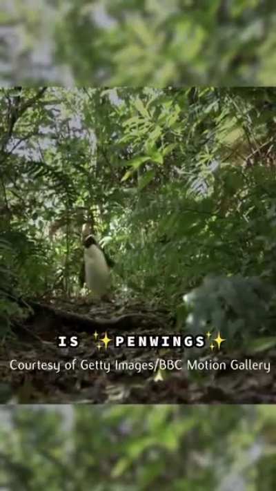 The wolf from penguins of madagascar mispronouncing the word "penguins".