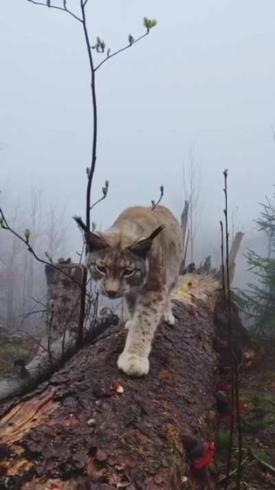 ? Meeting a Lynx in the Harz Mountains