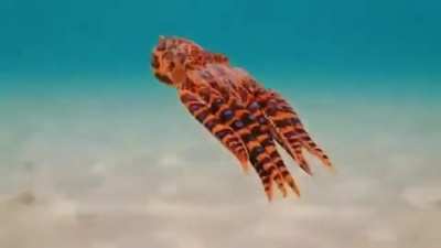 ? The highly venomous blue ringed octopus
