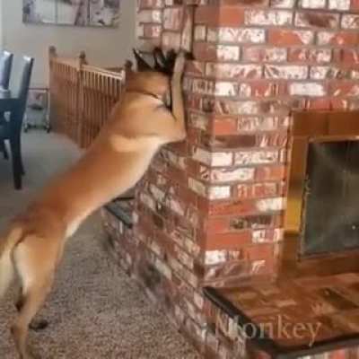 Dog knows how to play hide and seek ?