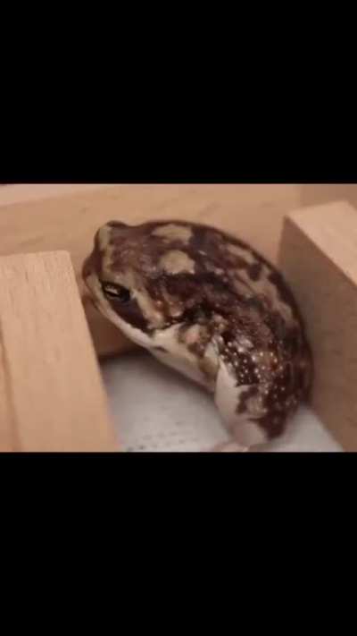 ? How different animals yawn