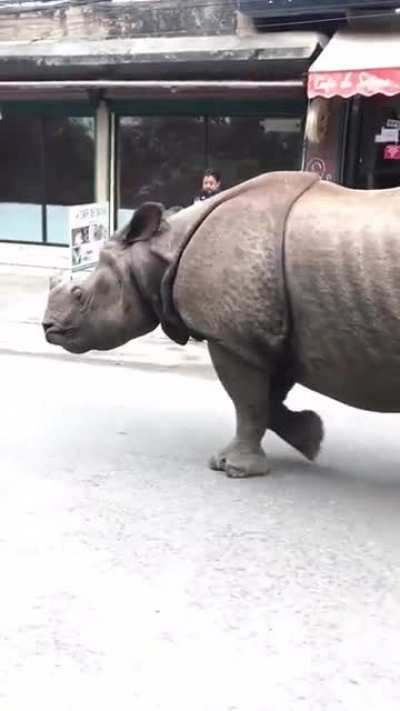 ? Just a Rhino walking through the streets ?