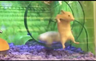 Poor hamster ?