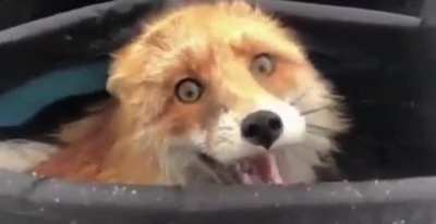 ? A wild fox discovered in a fisherman’s bag after eating all the fish ?