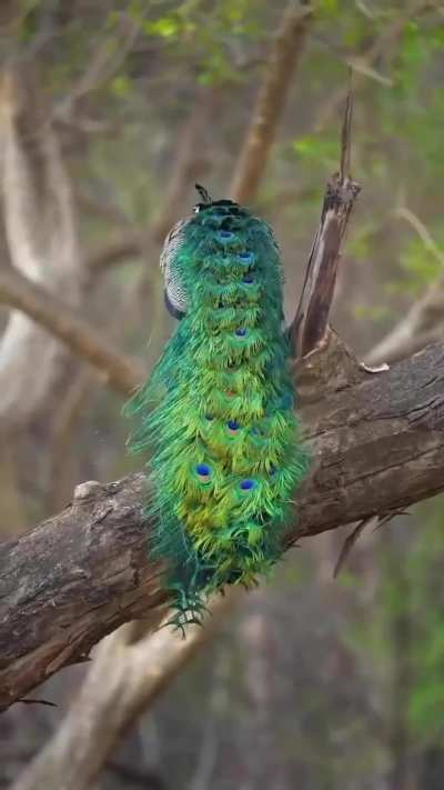 Beauty of peacock ?I can see this video all day?.. What about you..?