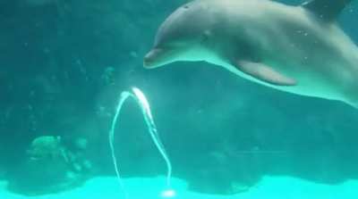 ? Dolphins use blowing holes to open a ring air, bite, it and destroy the!