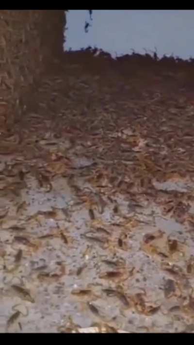 Man finds thousands of scorpion in abandoned House