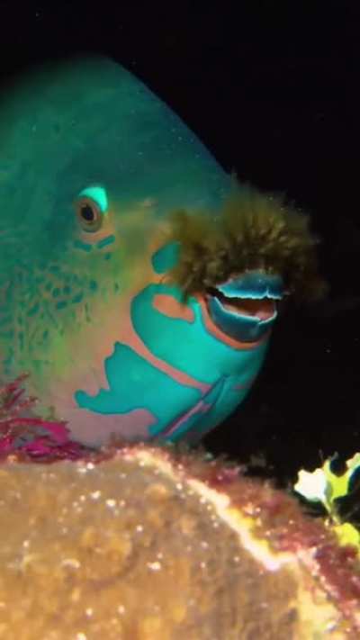 ? Parrotfish with a Mustache ?