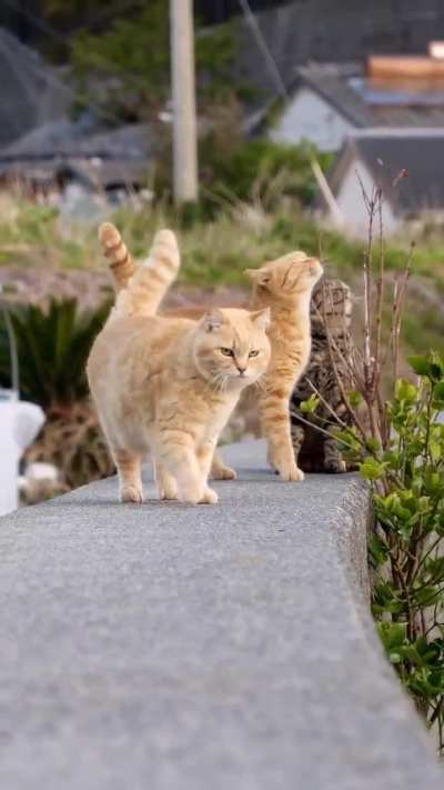 Sassy catwalk