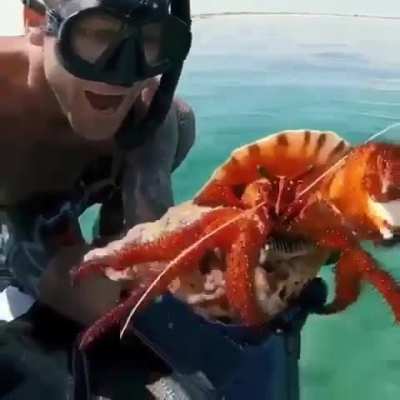 ? Massive Hermit Crab