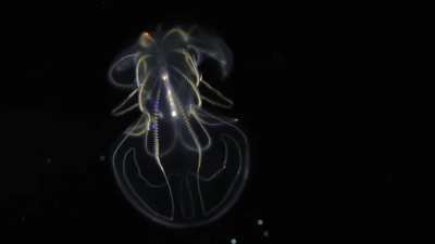 ? The mesmerizing colors of the transparent comb jelly Mnemiopsis leidyi result from its rows of beating cilia refracting light.