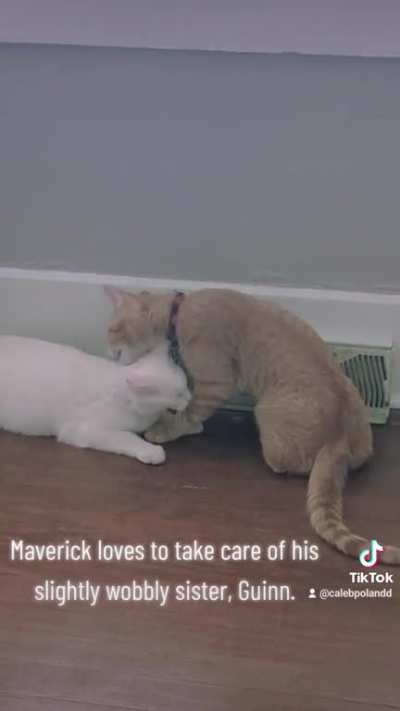 Maverick Helping his Wobbly Sister
