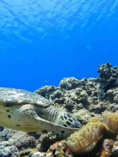 ? Nemo versus Crush