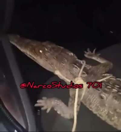 Nothing to see here guy just driving around with a goddam crocodile ??