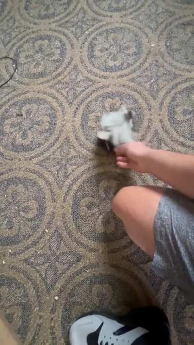 Baby skunk rescue