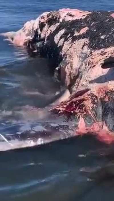 ?The Great White is just cleaning the sea