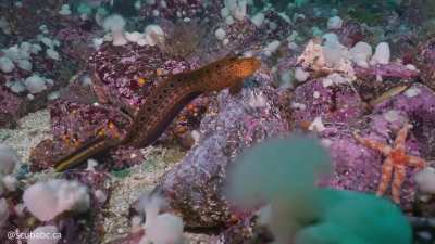 ? Check out the beautiful colors on this baby wolf eel [OC]