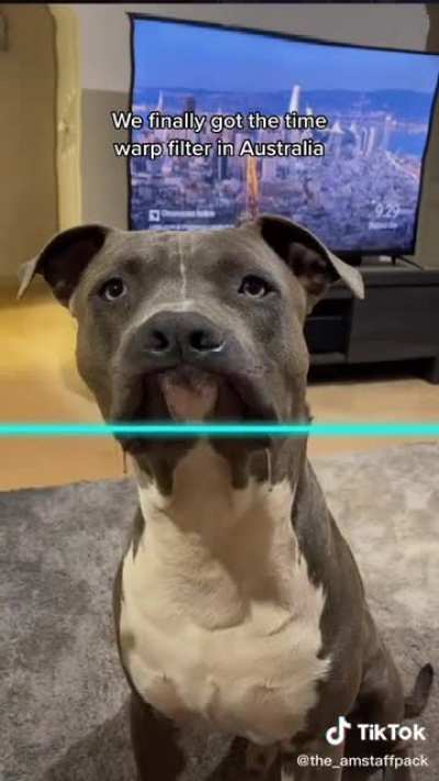 Using the time war filter on a dog. :{