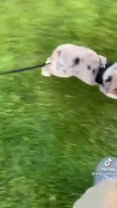 a v good boi