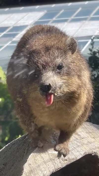 ?The rock Hyrax (Procavia capensis)