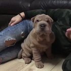 Little ball of wrinkles.