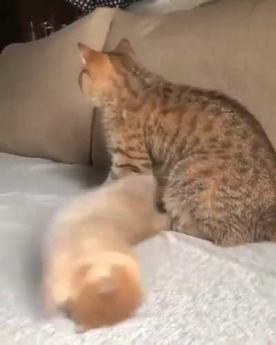 Play with me???