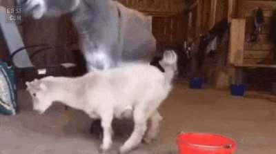 I don't know who the derp is in this situation