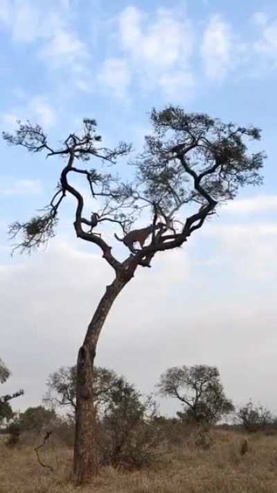 ? İncredible sighting of the Mashaba female Leopard chasing a monkey at the top of a Marula tree.