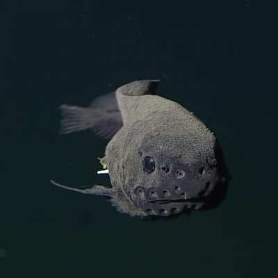 ? Deepsea threadfin snailfish (Careproctus longifilis) in first time video footage