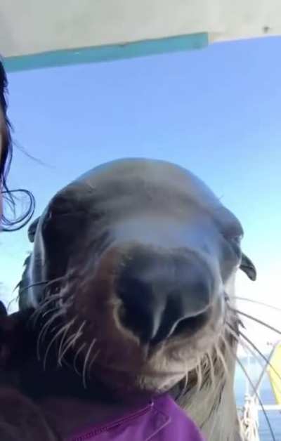 Random seal friend