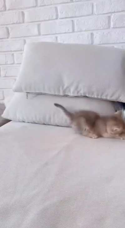 arrested by officer pillow! [Not OC]