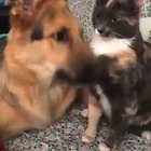 Dog requests cuddles