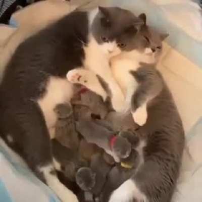 Parent love