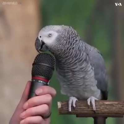 Meet Einstein, an African grey parrot at the Knoxville Zoo!