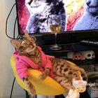 Cat lives a luxurious life ??