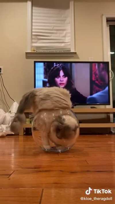 Someone order a large bowl of cat?