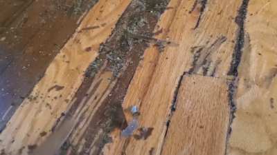 Using a butter knife to scratch the "skin" of the floor.