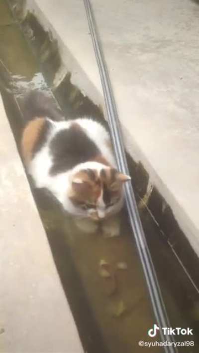 Cat Dam part 2