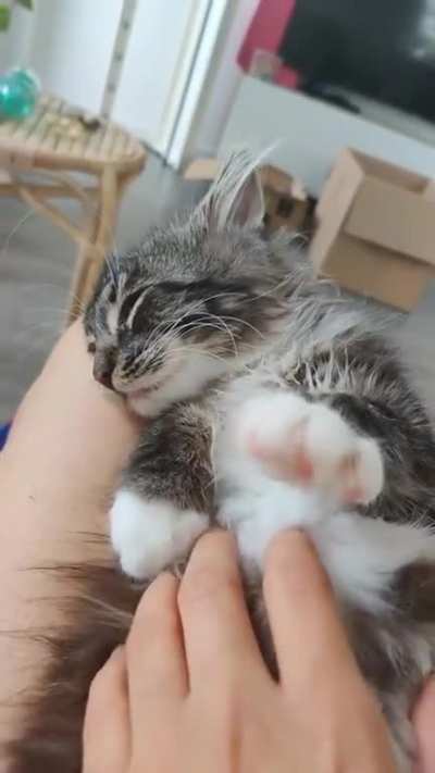 Left paw, right paw ??