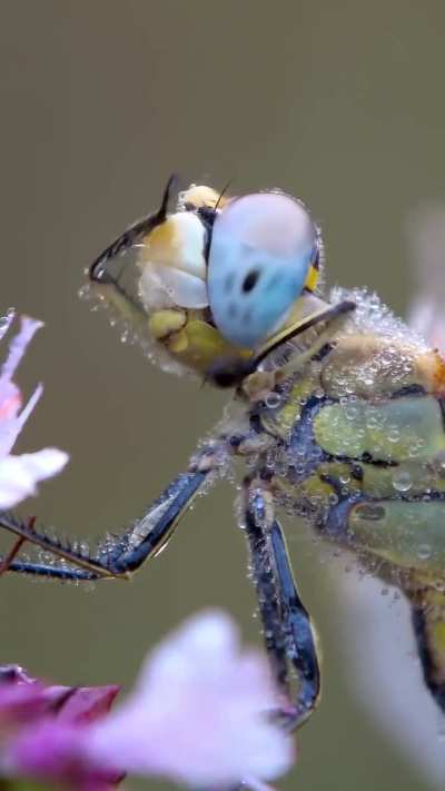 ? A dragonfly tidying itself