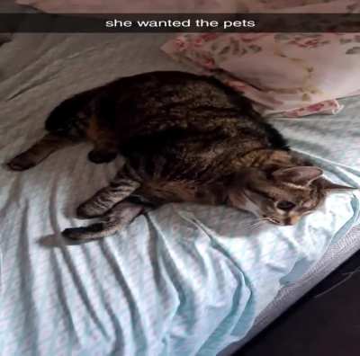 My late Tiny politely demanding pets ❤️